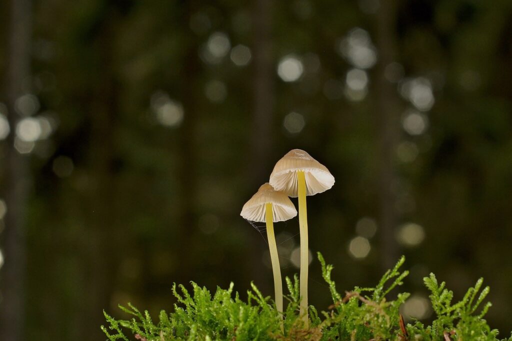 mushrooms, wallpaper 4k, desktop backgrounds-8432164.jpg